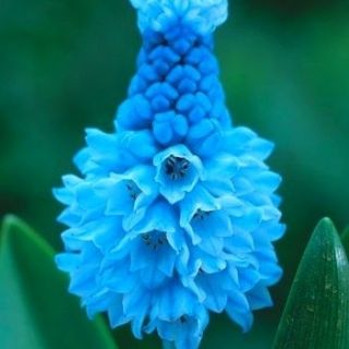 Muscari azureum - Grape Hyacinth azureum - 10 bulbs