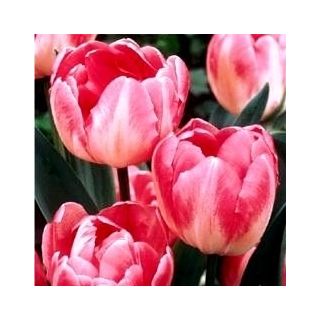Tulipa Upstar - Tulip Upstar - 5 bulbs