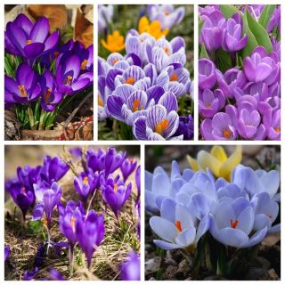 Krokussen - een set blauwe en paarsbloemige soorten - 200 stuks - 