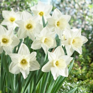 Narcis - Mount Hood - pakket van 5 stuks - Narcissus