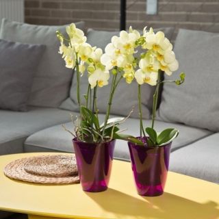 Ghiveci de flori de orhidee - Flora - 12,7 cm - Violet transparent - 