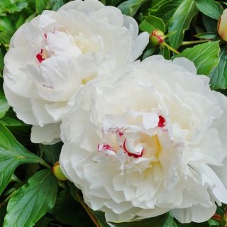 Pionsläktet - Festiva Maxima - Paeonia