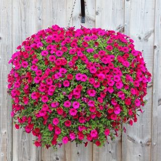 Hangende bloemenmand met kokosvezelmat - 40 cm - 