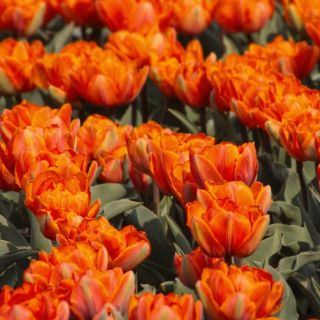 Tulipa Orange Princess - Tulip Orange Princess - 5 bulbs