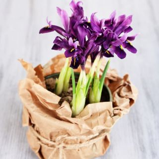 Våriris - Purple Gem - paket med 10 stycken - Iris reticulata