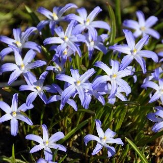 Glory of the snow – Chionodoxa luciliae – 10 pcs; Bossier's glory–of–the–snow, Lucile's glory–of–the–snow