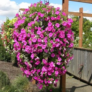 Cesta colgante de flores con esterilla de fibra de coco - 35 cm - 