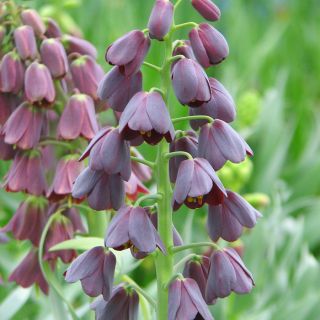 Fritillaria persica