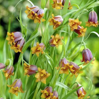 Bunga Michael Uva Vulpis - Lisie Grono - paket besar! - 100 pcs; Fritillary Michailovski - 
