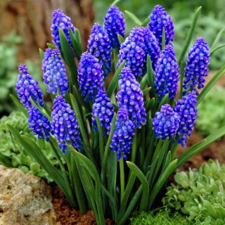 Muscari - Armeniacum - paquete de 10 piezas