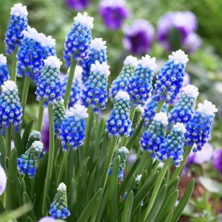 Aucher - Eloy szőlő-jácint - Muscari Mount Hood - nagy csomag! - 100 db.