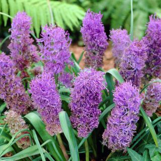 Schopfige Traubenhyazinthe - Muscari Plumosum - große Packung! - 100 Stück
