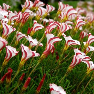 Acetosa di canna da zucchero Oxalis versicolor - confezione grande! - 20 pezzi - 