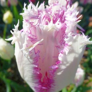 Cardul Tulipa Aria - Cardul Tulip Aria - 5 bulbi - Tulipa Aria Card