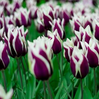 Tulipa Songbook - Lale Şarkı Kitabı - 5 Ampüller - Tulipa Chansonette