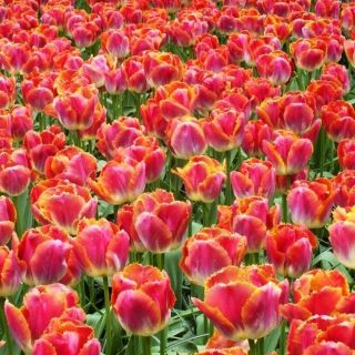 Tulipa Miami Sunset - Tulip Miami Sunset - 5 bulbs