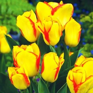 Tulipa Outbreak - paquete de 5 piezas