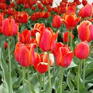 Tulipan Temple of Beauty - pakke med 5 stk - Tulipa Temple of Beauty