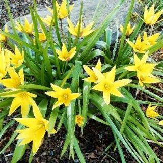 Tulipan Urumiensis - pakke med 5 stk - Tulipa Urumiensis