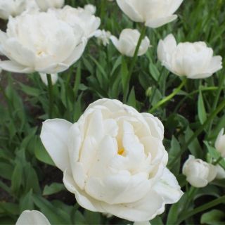 Tulipa Mount Tacoma – Tulpe Mount Tacoma - 5 Zwiebeln