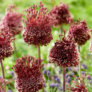 アリウムレッドモヒカン - 球根/塊茎/根 - Allium Red Mohican
