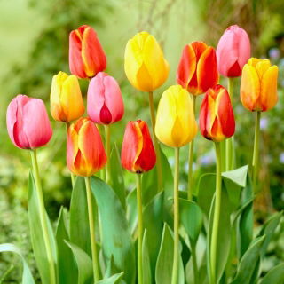 Dreifarbiger Tulpen-Satz - große Packung - 45 Stück
