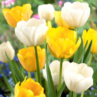 Set tulipano bianco e giallo - 50 pezzi - 