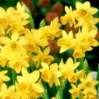 Narcissus Jonquilla -Narzisse Sweetness - 5 Zwiebeln