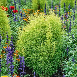 Kochia - Kochia scoparia - Versatile for Pots or Garden Borders - Fresh Seeds