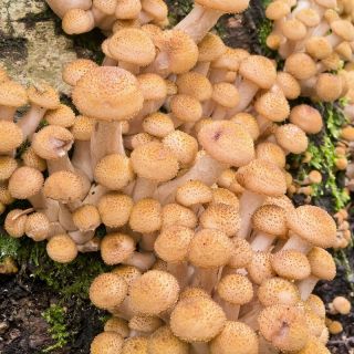 Kulat madu - Armillaria mellea