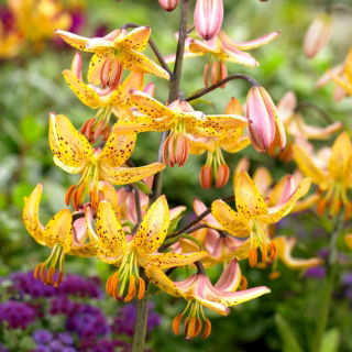 Lilium, Lily Martagon Yellow