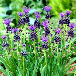 Muscari - Comosum - csomag 5 darab