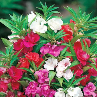 Begliuomini Nana - Miscuglio - Impatiens balsamina - Colori intensi e fioritura abbondante - Semi Freschi