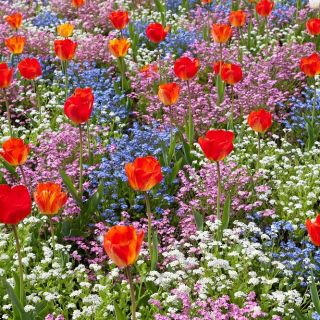 ดอกทิวลิปสีส้มน้ำเงินชมพูและขาวอัลไพน์ลืมฉันไม่ได้ - ชุดหอมและเมล็ด - 