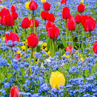 Piros tulipán és kék alpesi felejthetetlen - hagyma és magvak - - magok