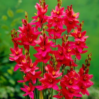 Ixia - Venus - 25 buc.; crin de porumb