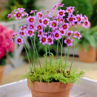 Leucocoryne purpurea Andes - 10 pcs; kemuliaan matahari - 