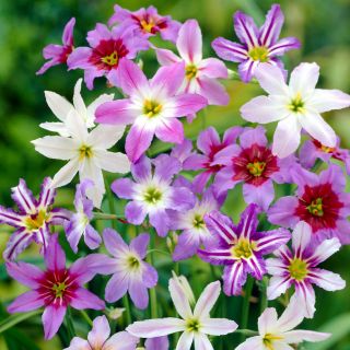 Leucocoryne-sortiment - 10 stk; herlighed-of-the-sun