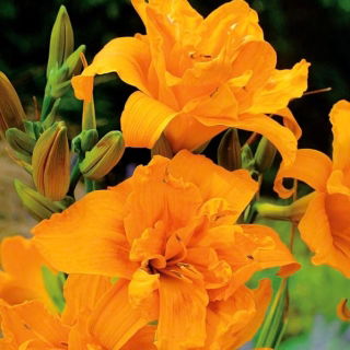 Hemerocallis, Daylily Entender - цибулина / бульба / корінь - Hemerocallis hybrida Entendre
