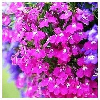 Lobelia Riviera Rose seeds - Lobelia pendula - 3200 biji - Lobelia erinus