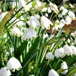 Sommarsnöklocka - paket med 5 stycken - Leucojum aestivum
