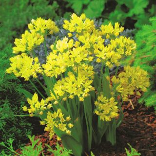 Ail jaune - gros paquet ! - 200 pièces, ail doré, 