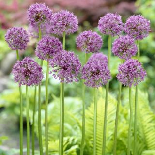 Allium Mars, Riesen-Lauch, Zierlauch