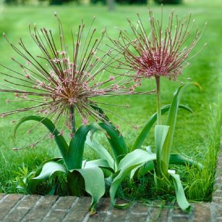 Allium schubertii, Schuberts Lauch, Igelkolben-Lauch, Zierlauch