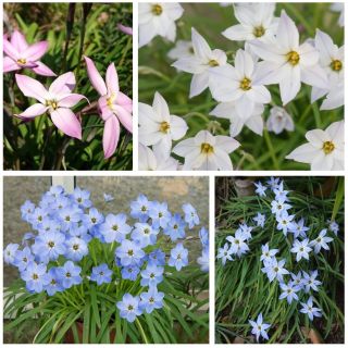 Sternblume - Ipheion - Farbmischung - große Packung! - 80 Stück