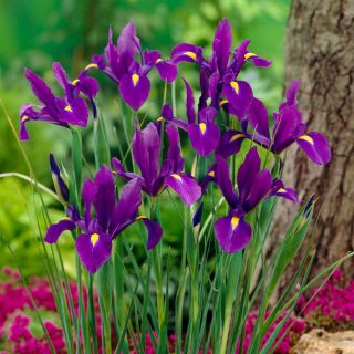 Iris-slægten (Iris × hollandica) - Purple Sensation - pakke med 10 stk