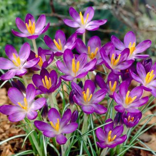 Woodland crocus Whitewell Purple - 10 ks; ranný šafran, Tommasiniho šafran
