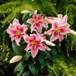 Lilijas Mona Lisa - Lilium oriental hybridum Mona Lisa