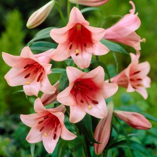 Lirios Casa Rosa - Lilium Casa Rosa