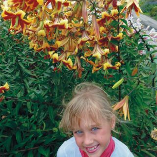 Tree Lily Lilium Mr Job